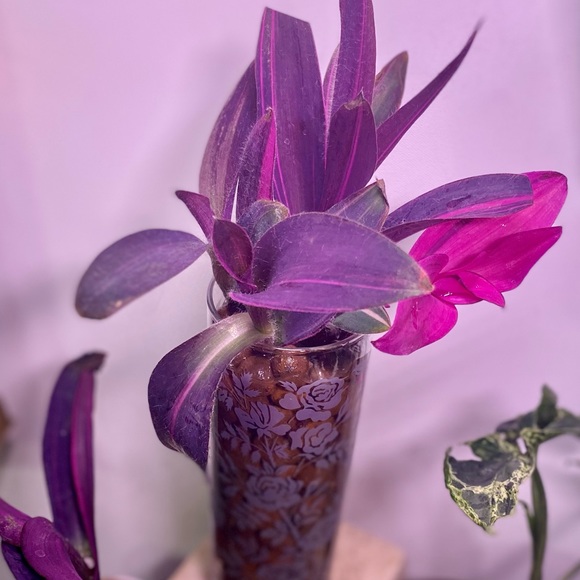 (3) Rare tradescantia variegated pallida ‘pink stripe’ cuttings - Picture 7 of 12